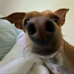 Meet your Posher, Goretti